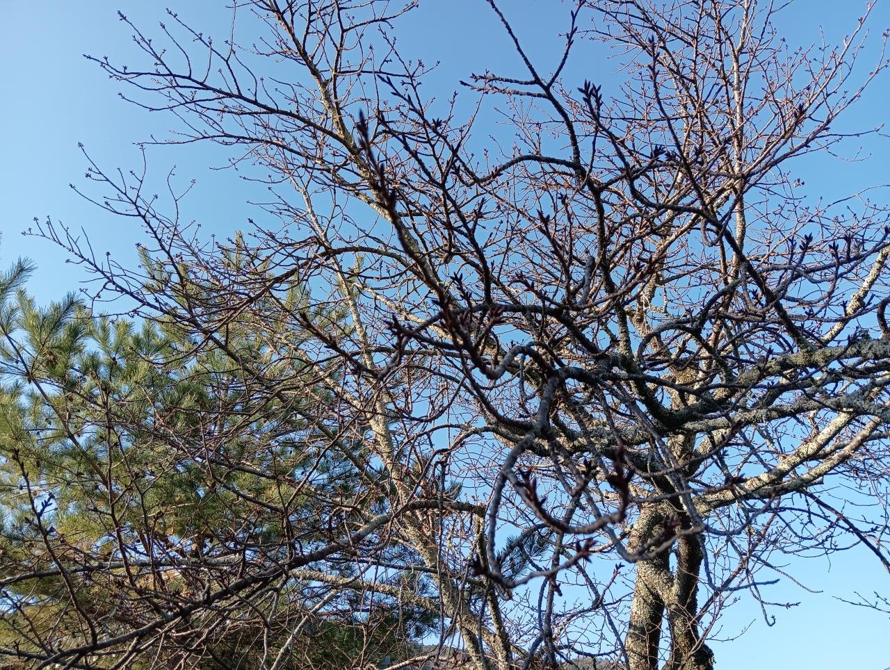 天龍寺桜